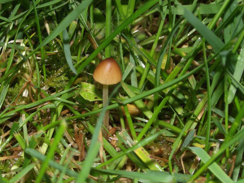 Langstieliges Samthäubchen - Blick von schräg oben. Wichtiges Merkmal das Langstieligen Samthäubchen ist der komplett bereifte Stiel. 